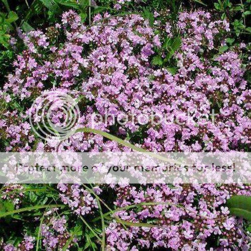 100 Creeping Thyme Seeds Thymus Serpyllum Blue Rock Cress Flower Seed